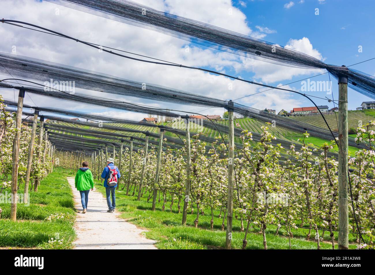Puch bei Weiz: blossoming apple plantations, hail protection net, Apfelland (apple country) in Steirisches Thermenland - Oststeiermark, Steiermark, St Stock Photo