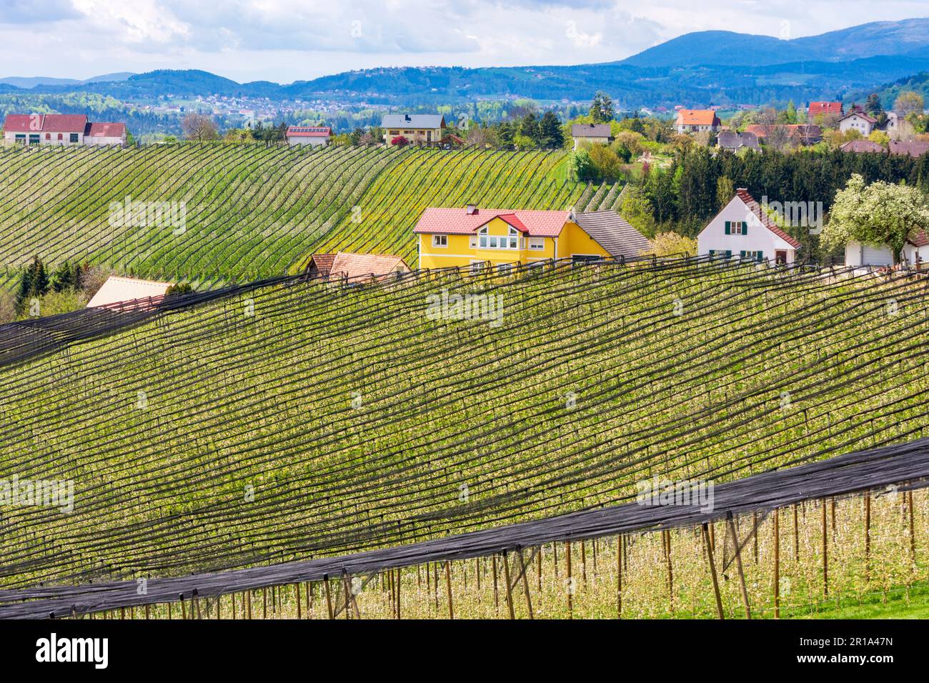 Puch bei Weiz: blossoming apple plantations, hail protection net, Apfelland (apple country) in Steirisches Thermenland - Oststeiermark, Steiermark, St Stock Photo