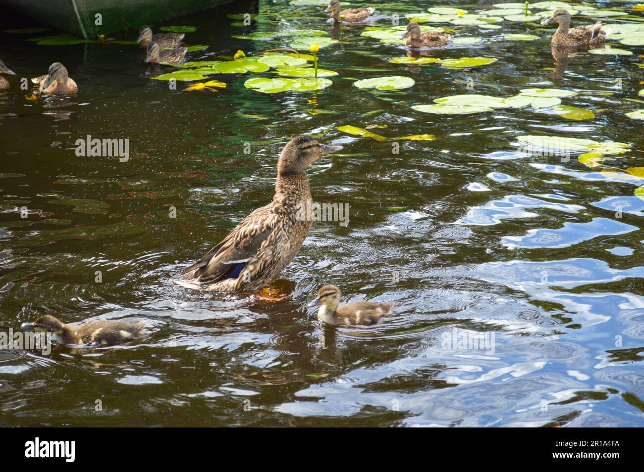 Small beautiful fluffy wild natural ducklings, waterfowl ducks with wings and beaks swim on the water in the river, sea, lake, pond. Stock Photo