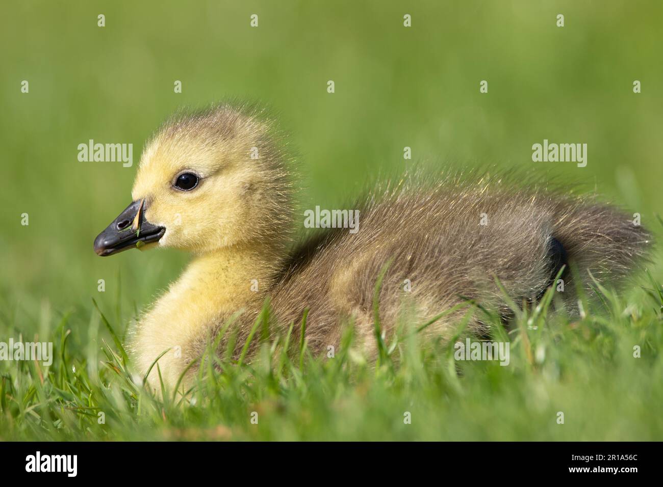 Canadian Goose Gosling Stock Photo - Alamy