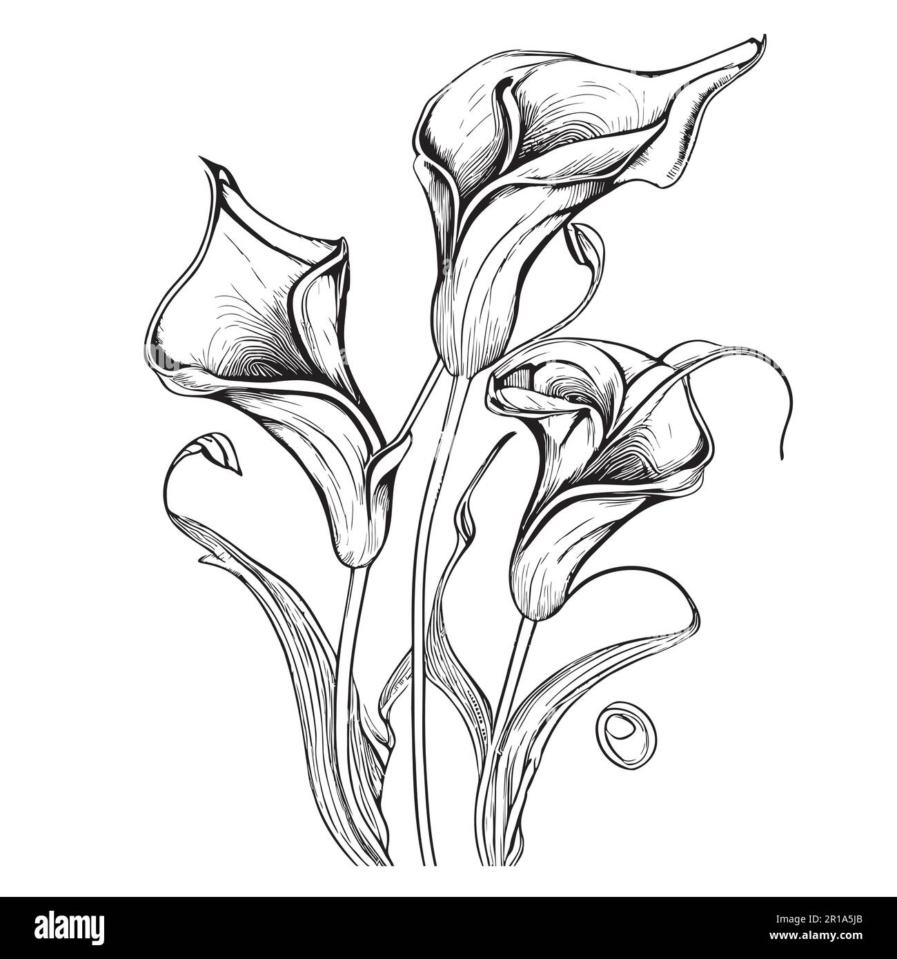 Calla lily flower hand drawn sketch in doodle style illustration Stock Vector