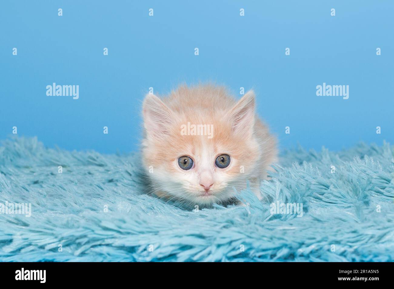 Small red kitten on a blue fur blanket Stock Photo