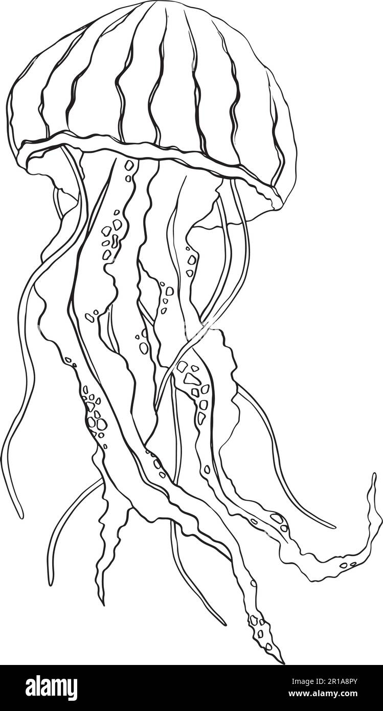 Hand drawn doodle jellyfish. Vector illustration. Hand drawn jellyfish