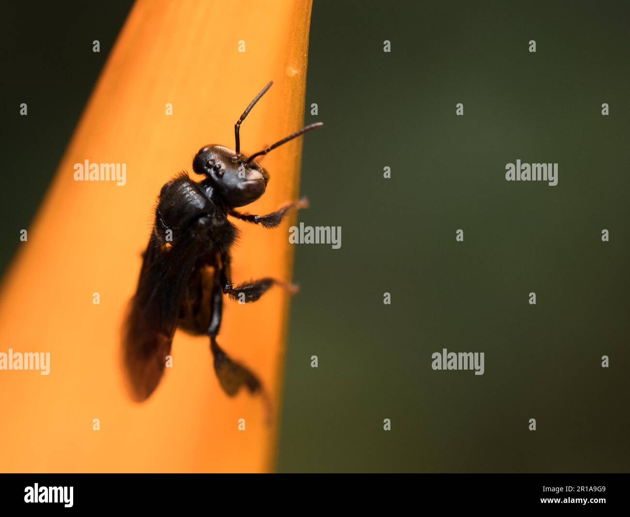 Black orchid bee walking on the orange petal of a tropical flower Stock Photo