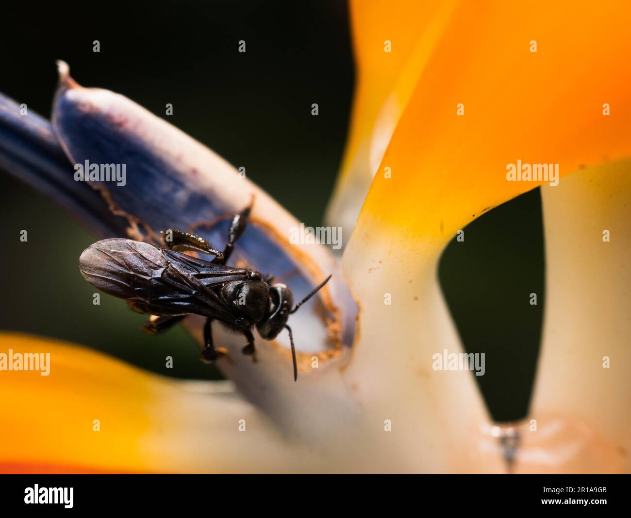 Black orchid bee taking nectar from an orange tropical flower Stock Photo