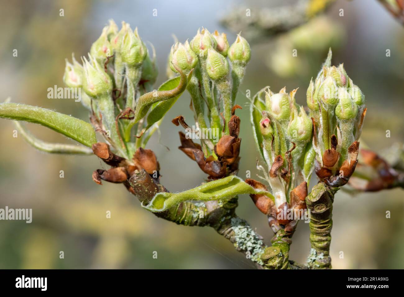Close up of fruit buds at the green cluster growth stage on a conference pear tree Stock Photo
