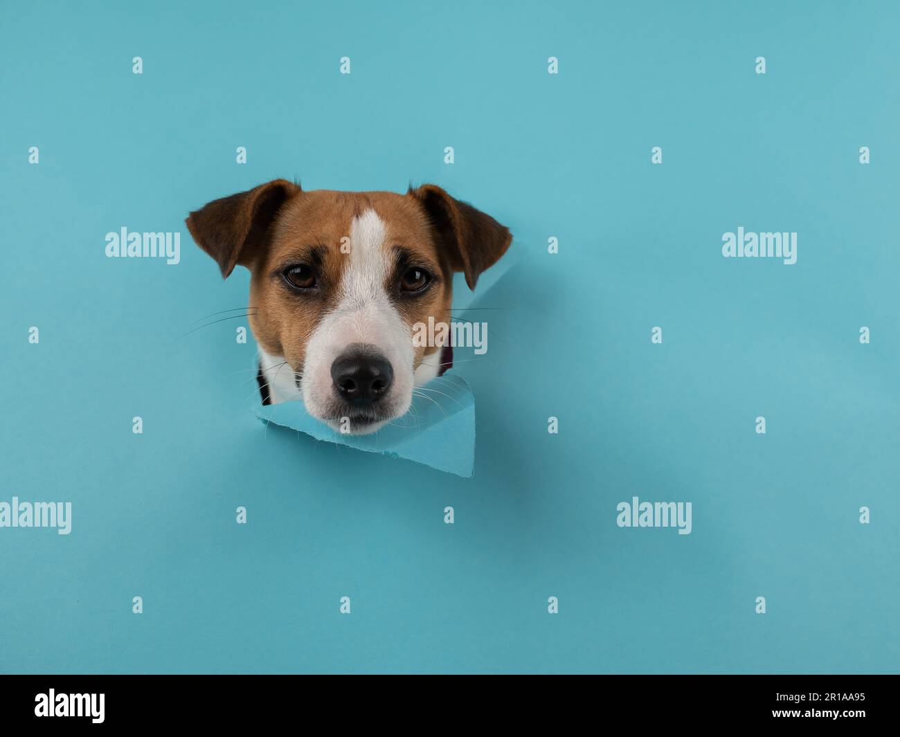 Funny dog muzzle jack russell terrier sticks out of a hole in a blue