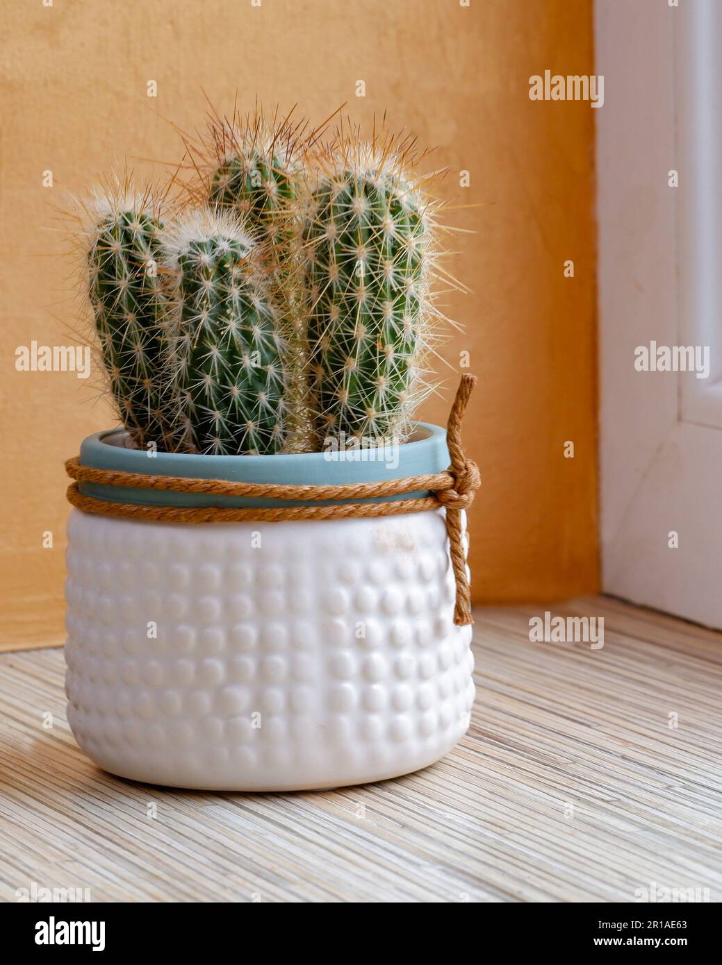 cactus grandiflorus Herb Pharm Cactus Grandiflorus