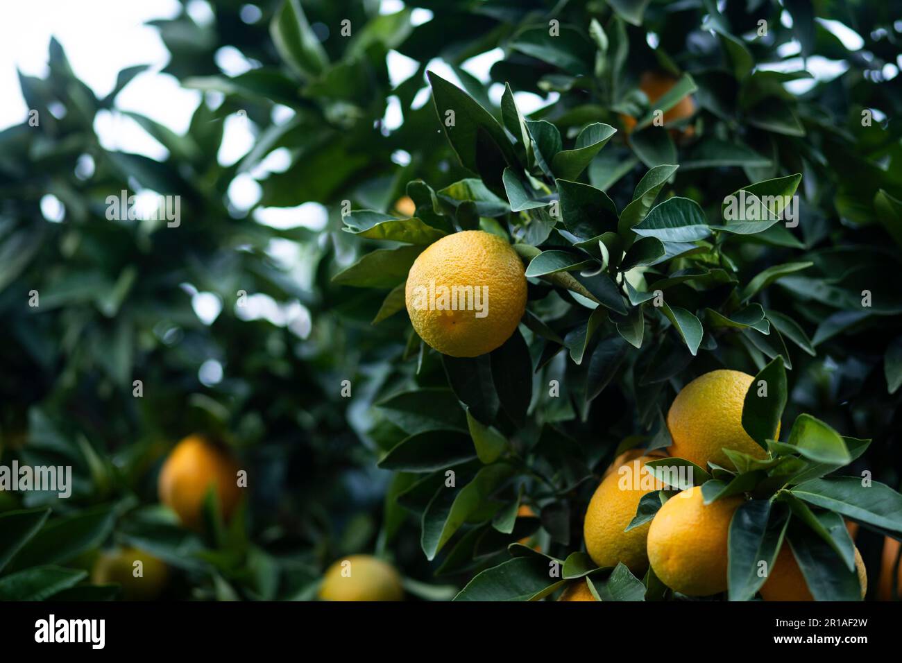 A close-up of a lush citrus tree with vibrant, ripening oranges growing ...