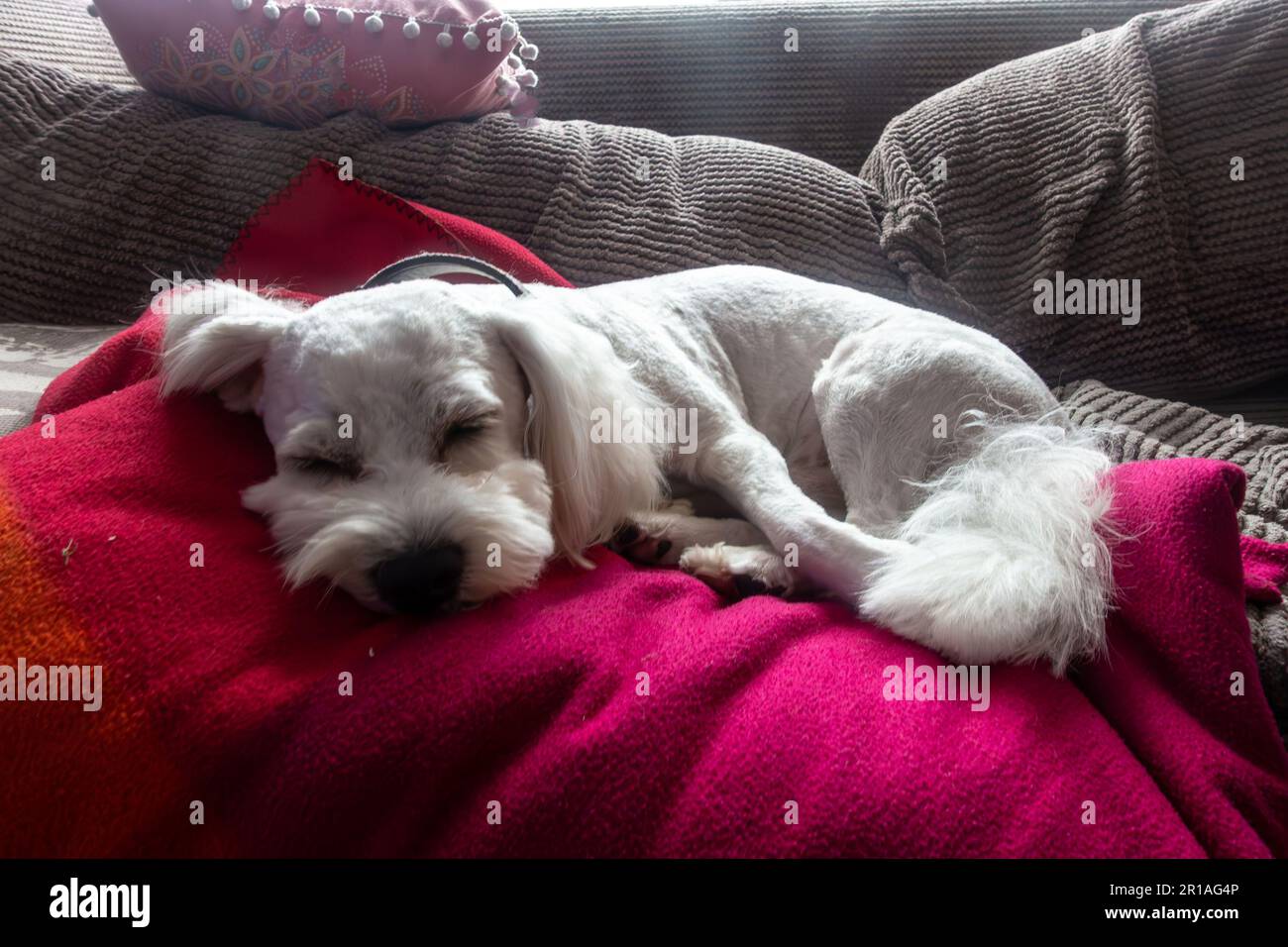Cavapoo blanket hotsell