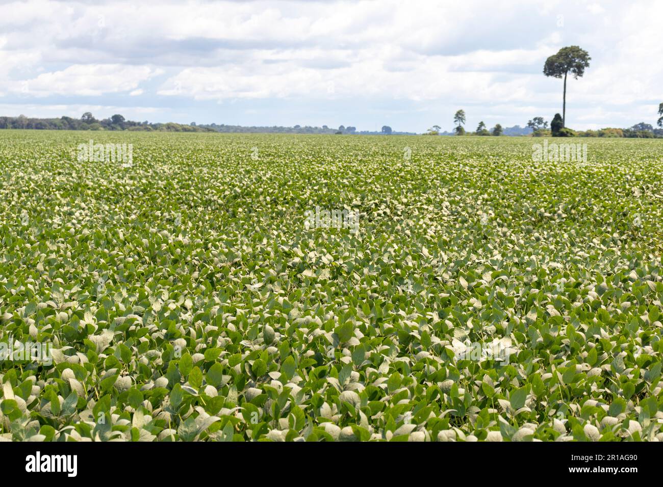 Soybean pod plant brazil hi-res stock photography and images - Alamy