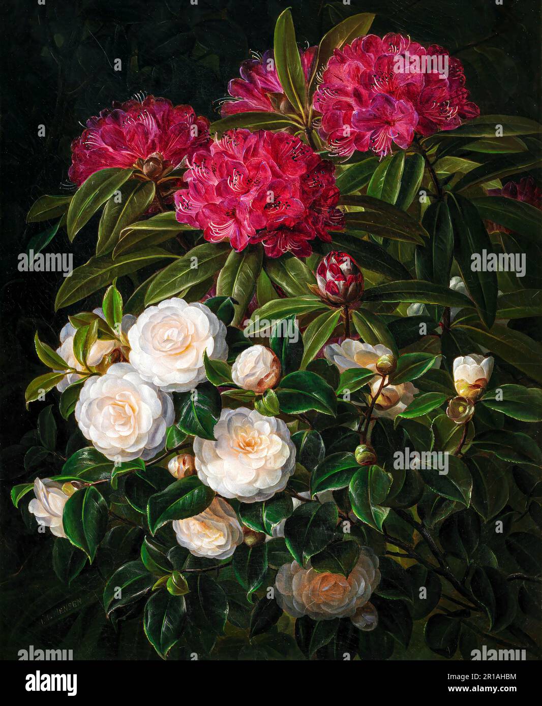 Camellias and rhododendrons Stock Photo