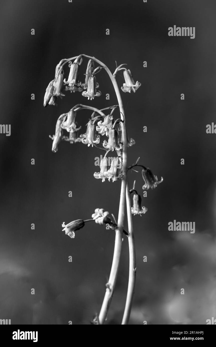 Bluebell flower Black and White Stock Photos & Images - Alamy