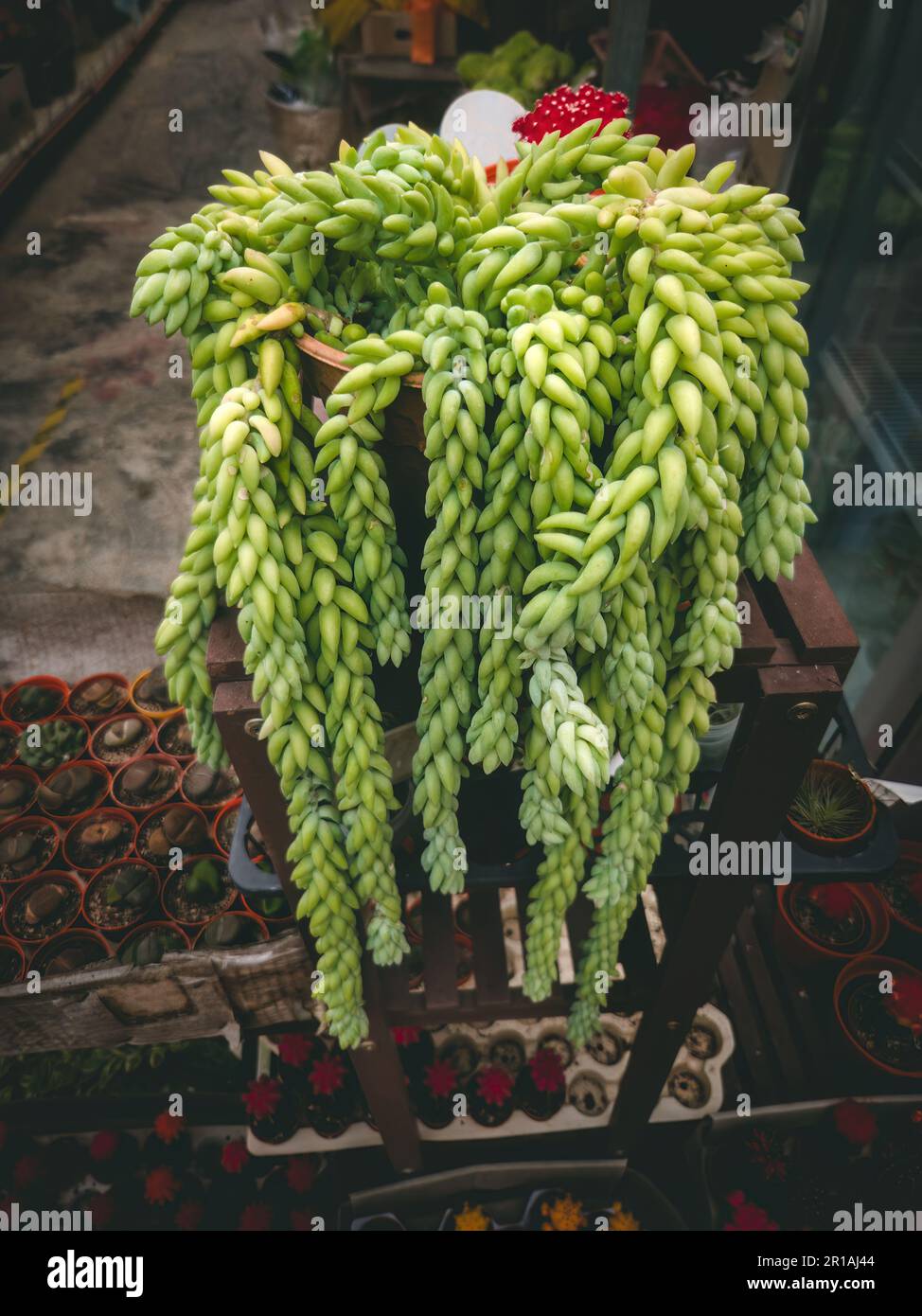 A close-up shot of a striking donkey tail plant in a vibrant green hue, displayed in a plant shop Stock Photo