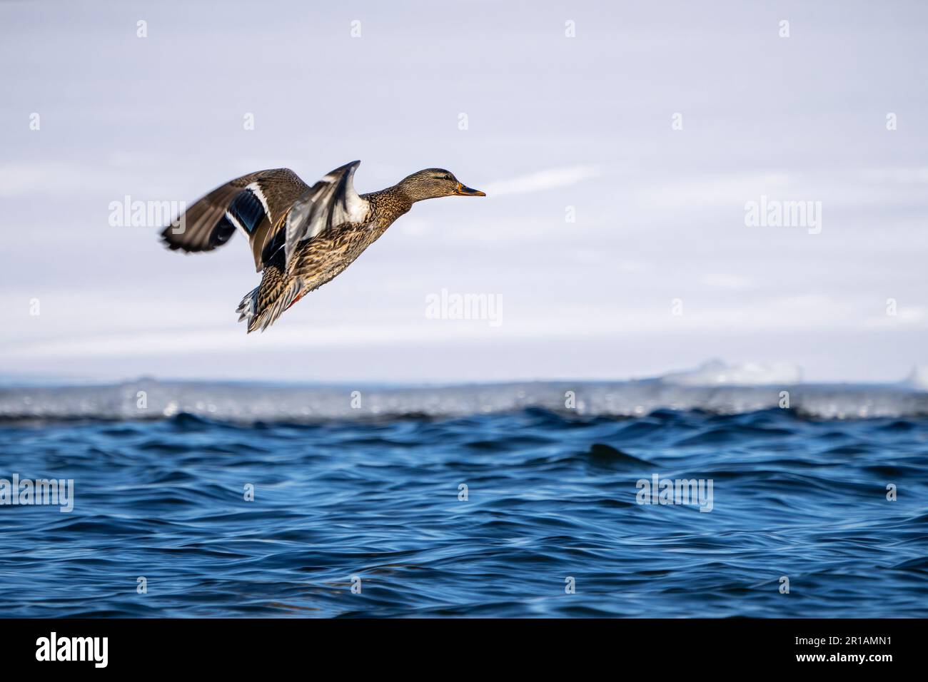 Mallard taking flight from a marsh in the St. Lawrence River during winter Stock Photo