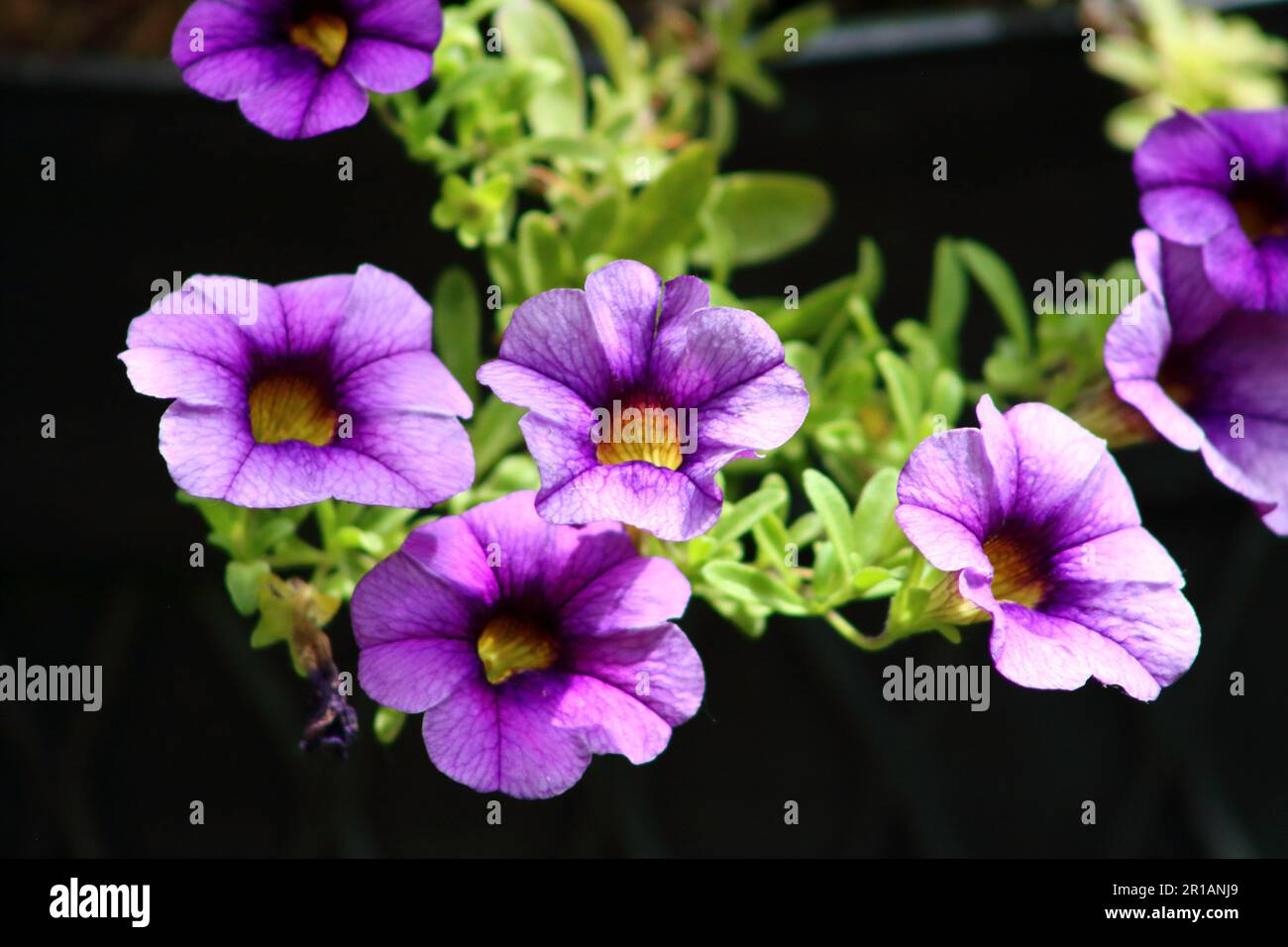 Purple Petunia flowers of the Spring Season Stock Photo
