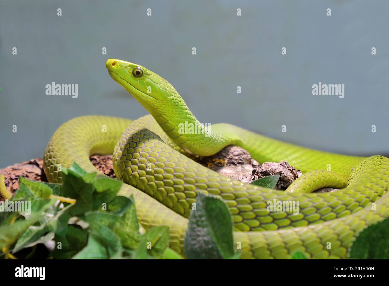 Gewöhnliche Mamba / Eastern green mamba / Dendroaspis angusticeps Stock ...