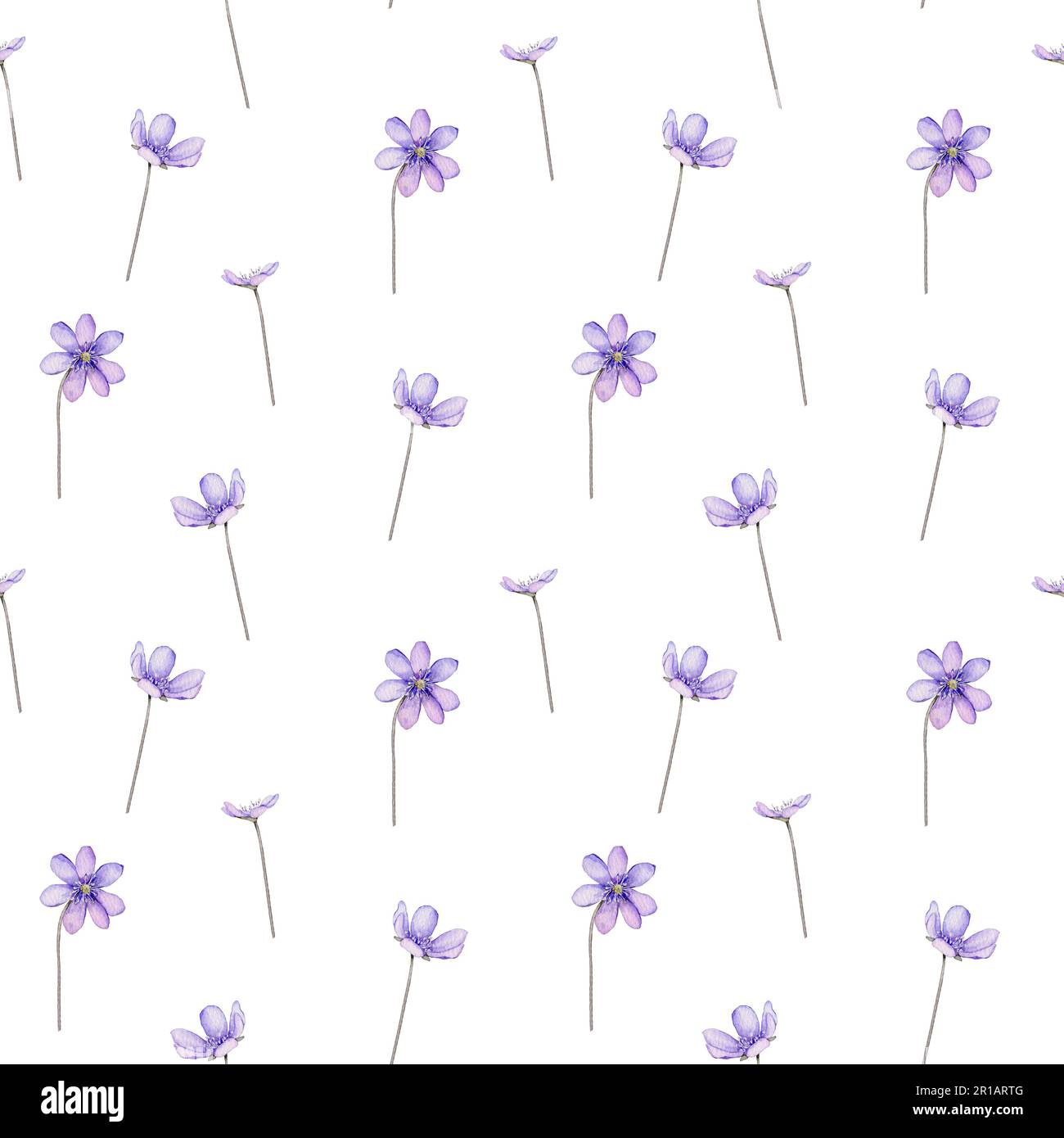 Seamless pattern watercolor spring flowers. Scilla. Coppice, hepatica - first spring flowers. Illustration of delicate lilac flowers. Primroses, the Stock Photo