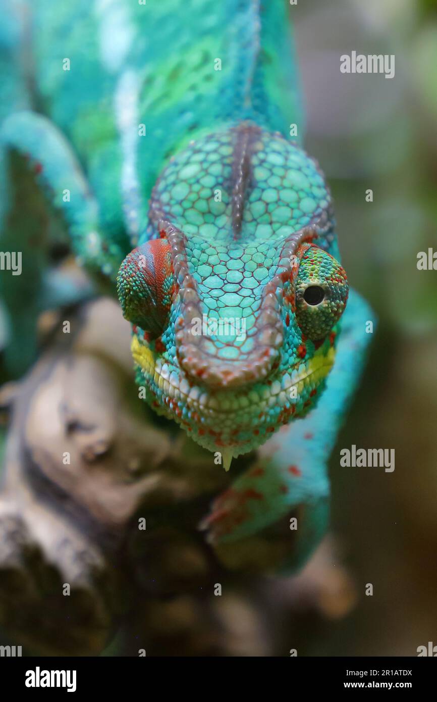 Pantherchamäleon / Panther chameleon / Furcifer pardalis Stock Photo