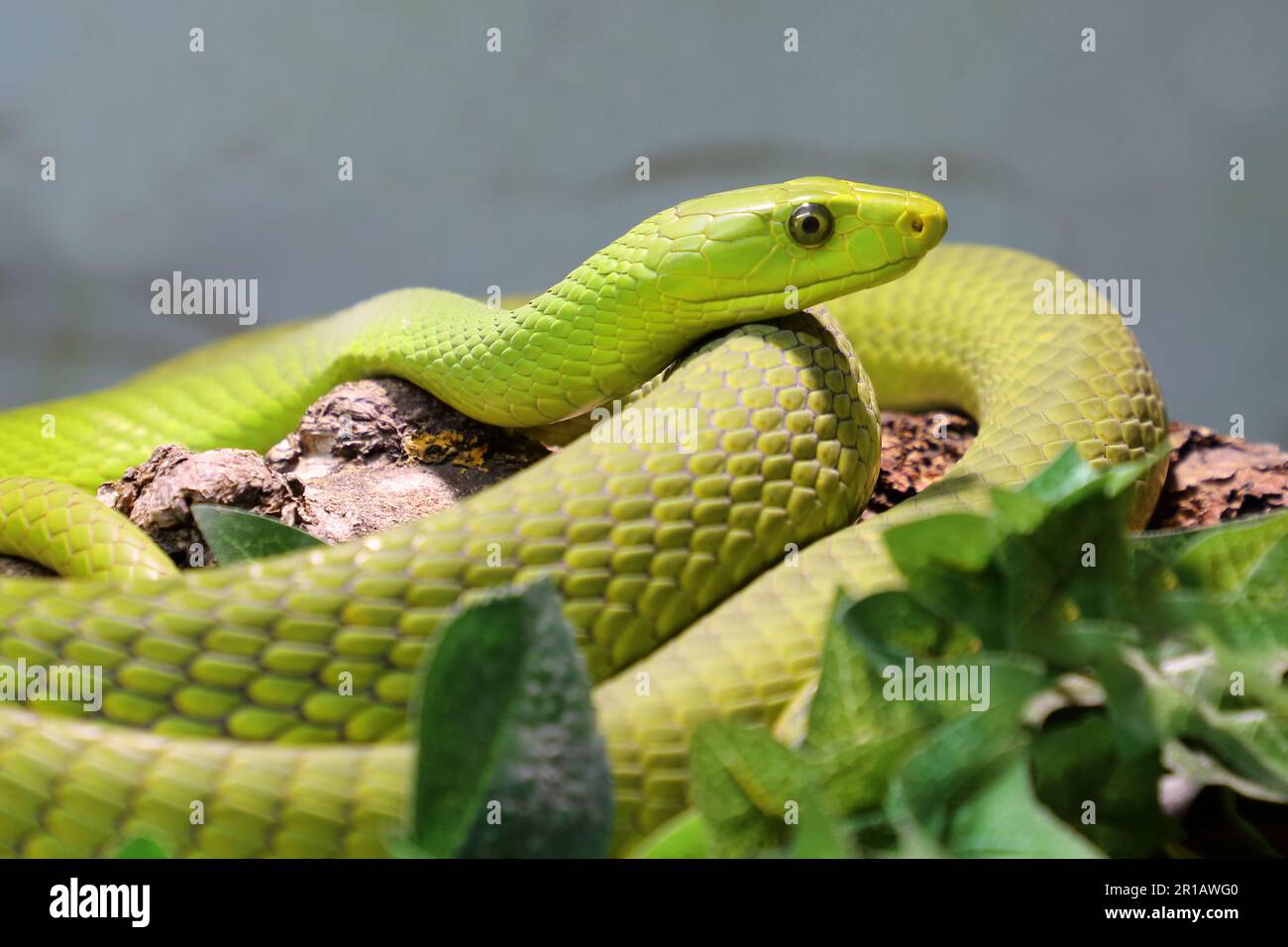 Gew hnliche Mamba Eastern Green Mamba Dendroaspis Angusticeps Stock gew-hnliche-mamba-eastern-green-mamba-dendroaspis-angusticeps-stock