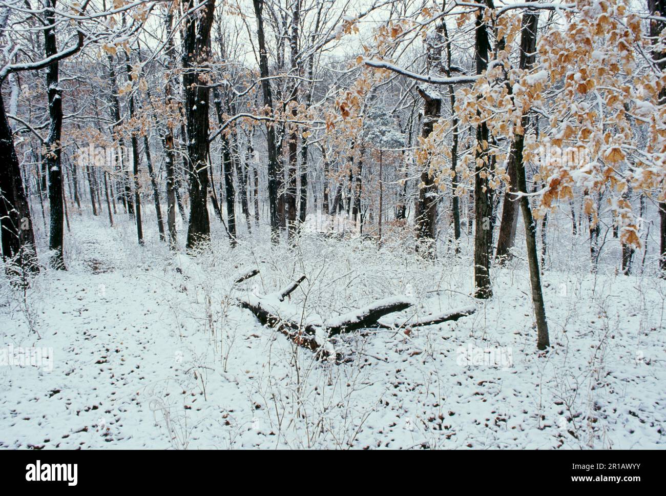 Four season series Winter on pathway through the wood beside a fallen