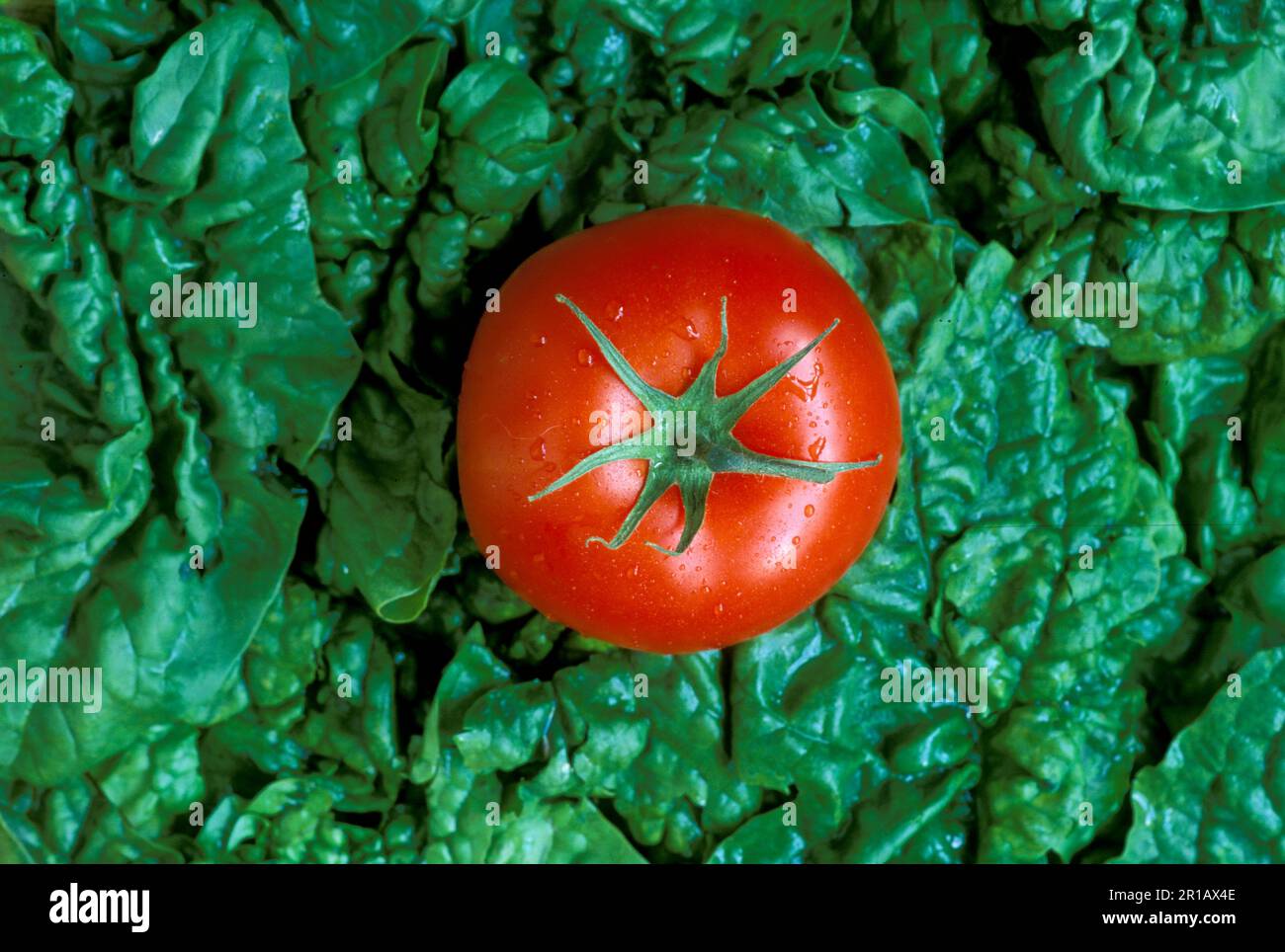 A Burpee Big Boy tomato, Lycopersicon lycopersicum, freshly picked, sitting on a bed of fresh spinach, Missouri, USA Stock Photo