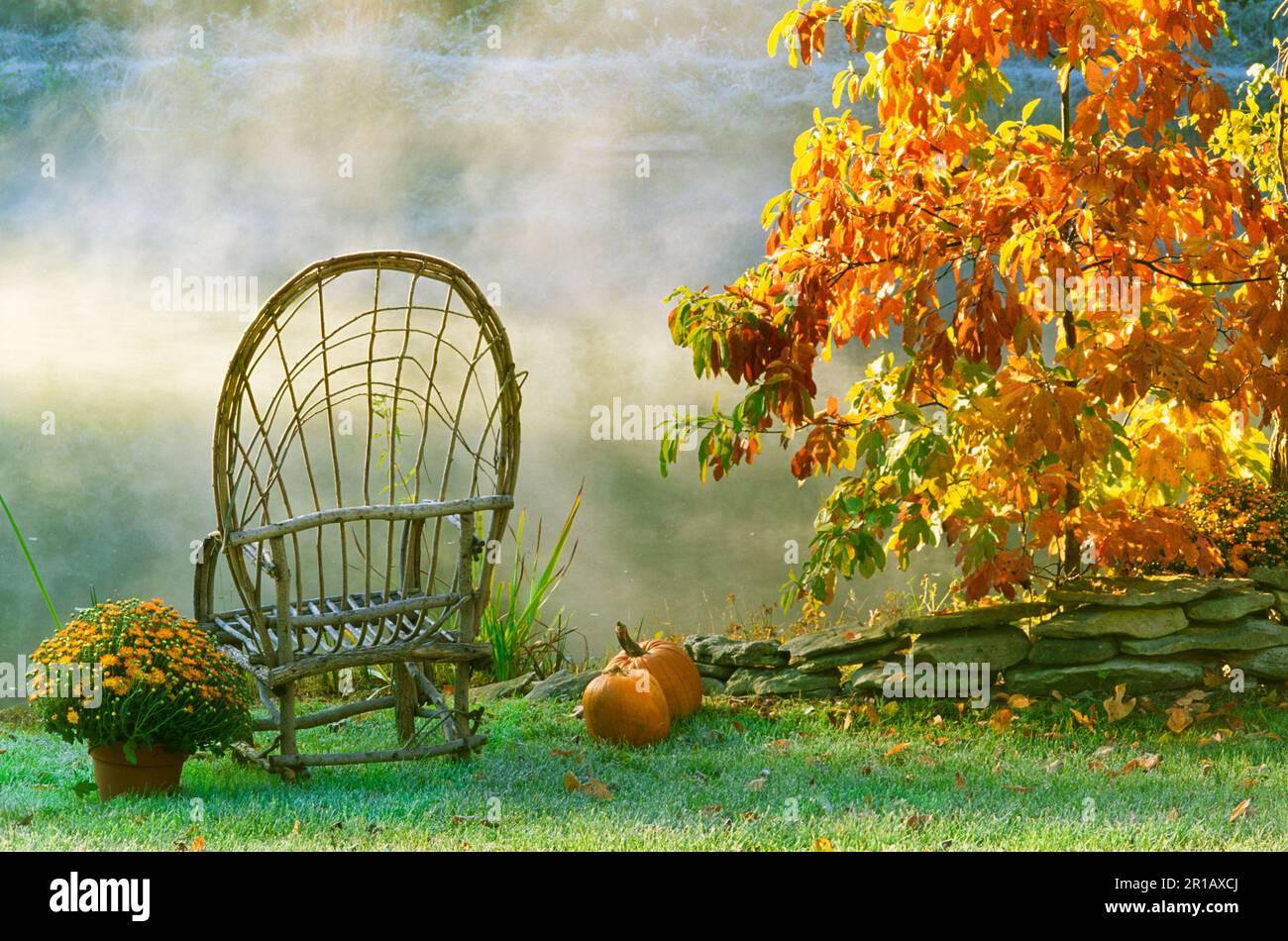 Gorgeous sassafras fall leaves set off scene of a handmade bent willow chair, mums, and pumpkins in the rising mist at sunrise Stock Photo