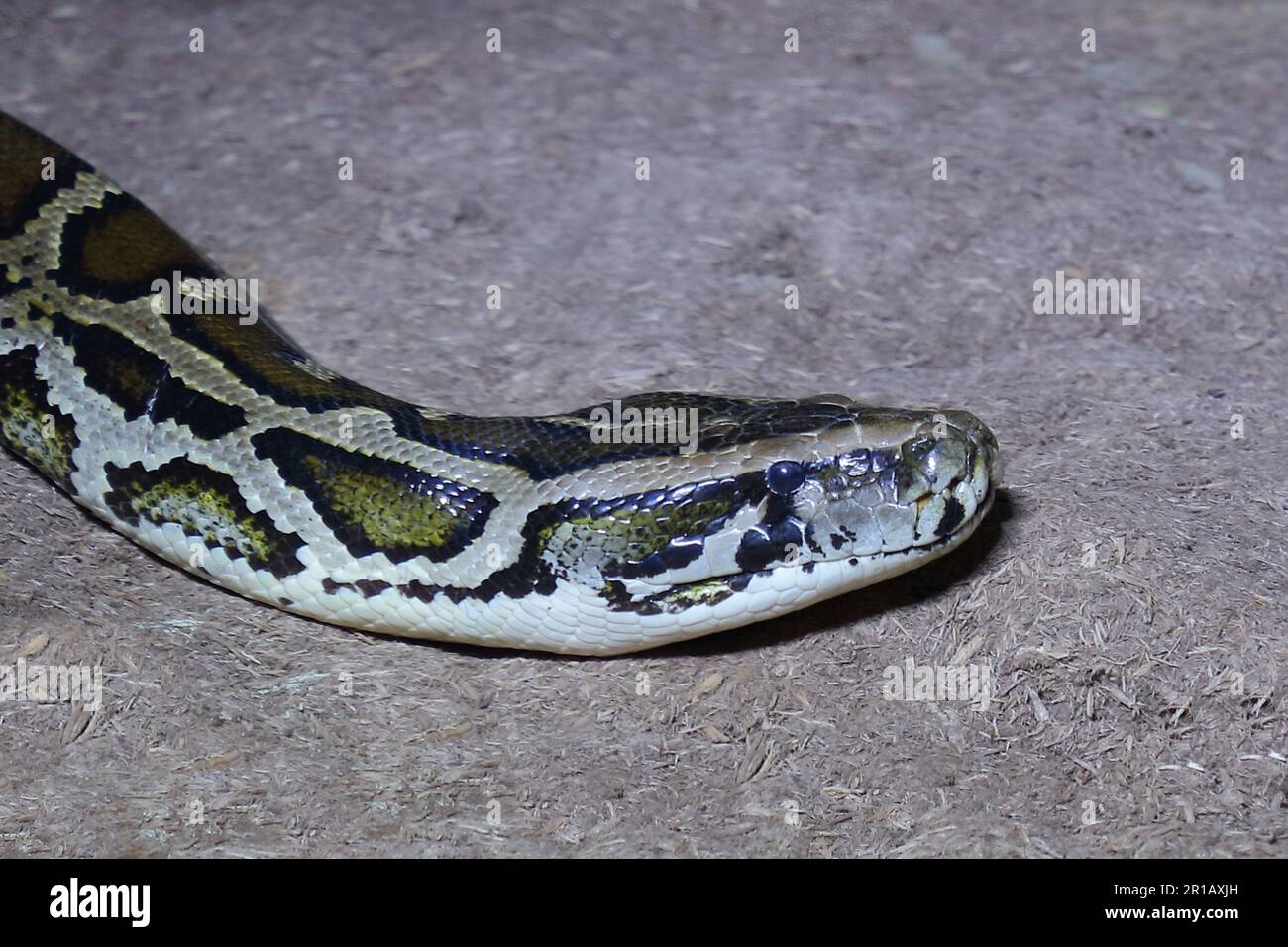 Dunkler Tigerpython / Burmese python / Python molurus bivittatus Stock ...