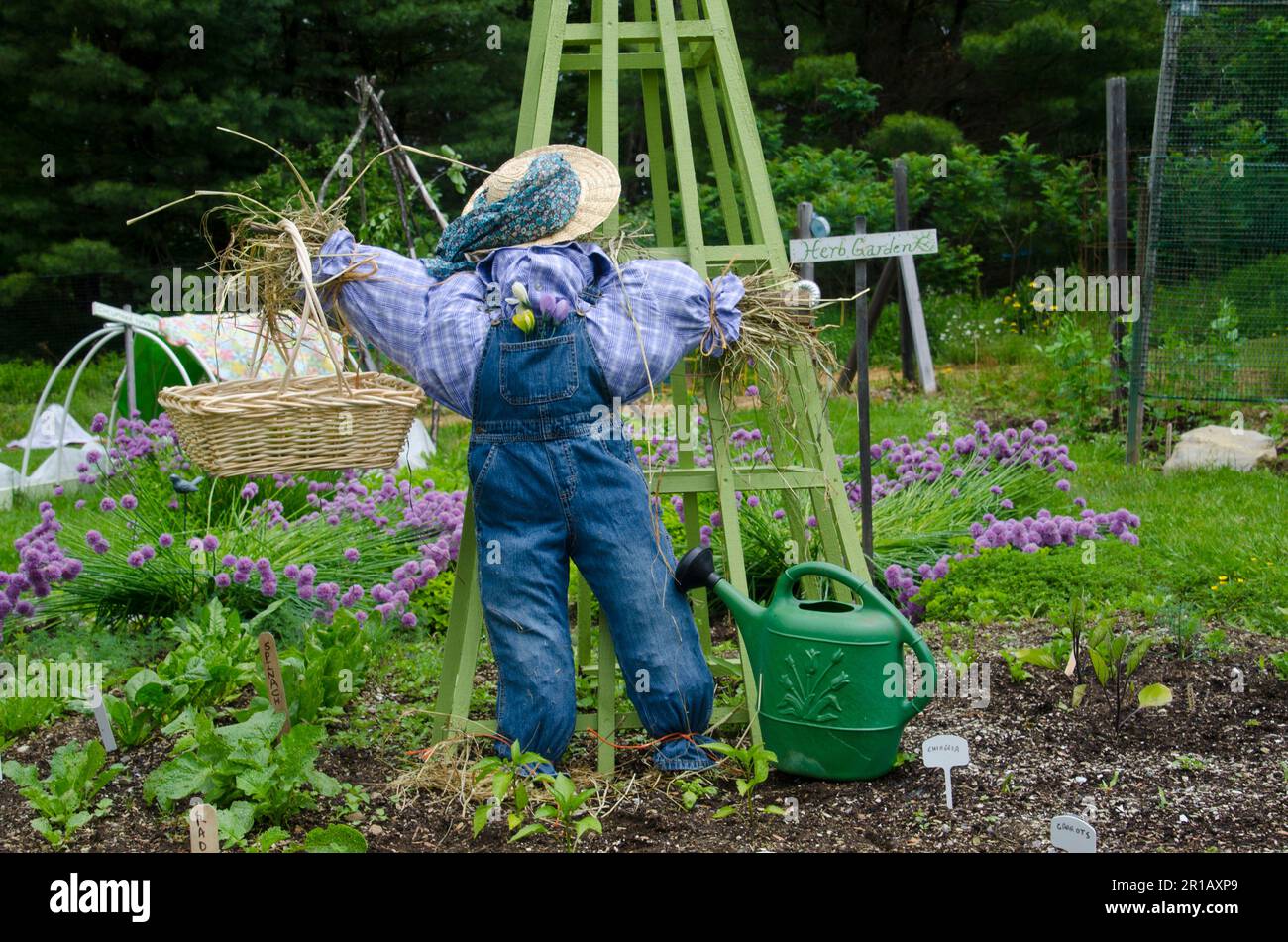 A scarecrow in in newly planted and blooming spring herb garden with straw hat, Yarmouth Community Garden, Maine, USA Stock Photo