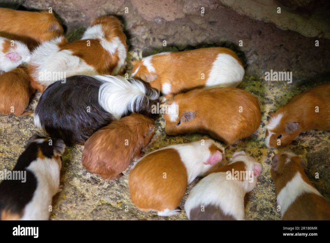 A bunch of guinea pigs or cuy waiting for dinner Stock Photo