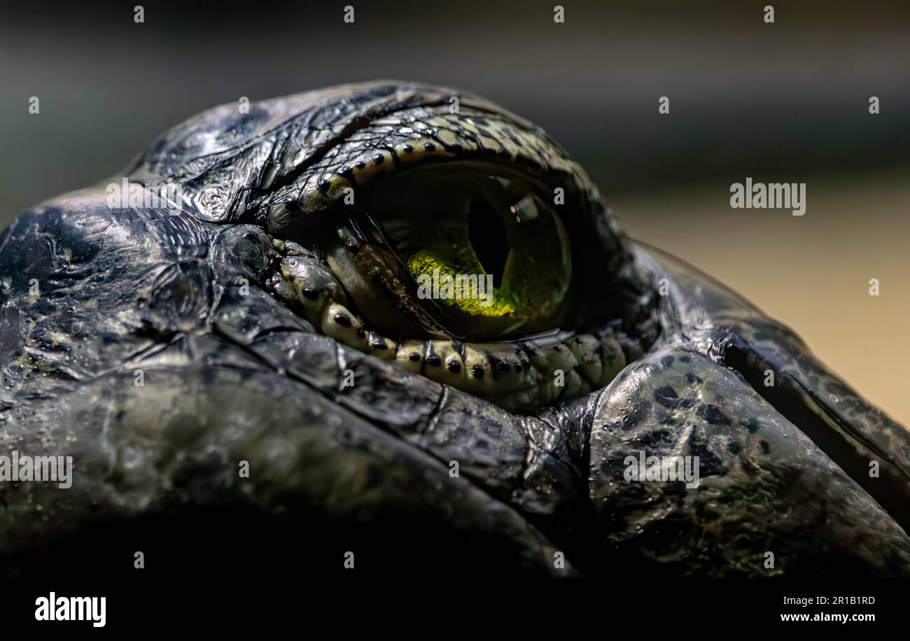 Close up of a Gharial crocodile eye Stock Photo