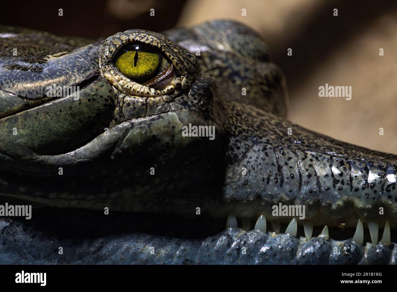 Gharial Stock Photo