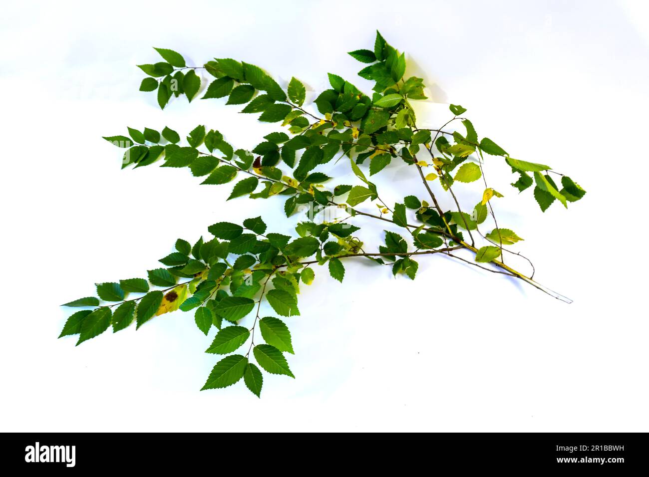 branch with green leaves on a white background Stock Photo - Alamy