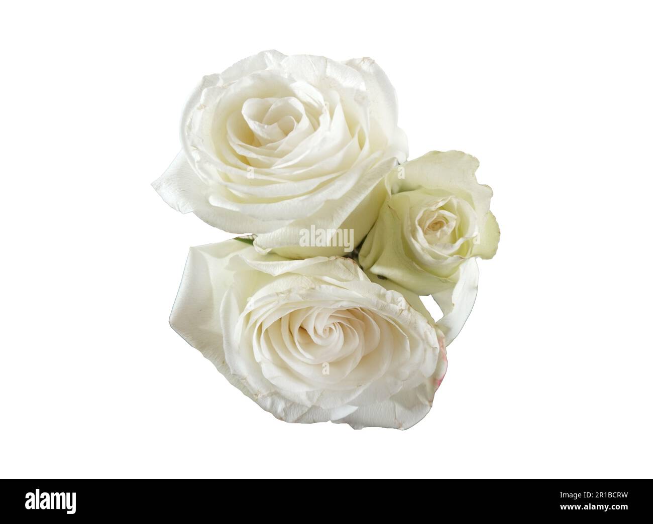 white rose isolated on white background Stock Photo - Alamy