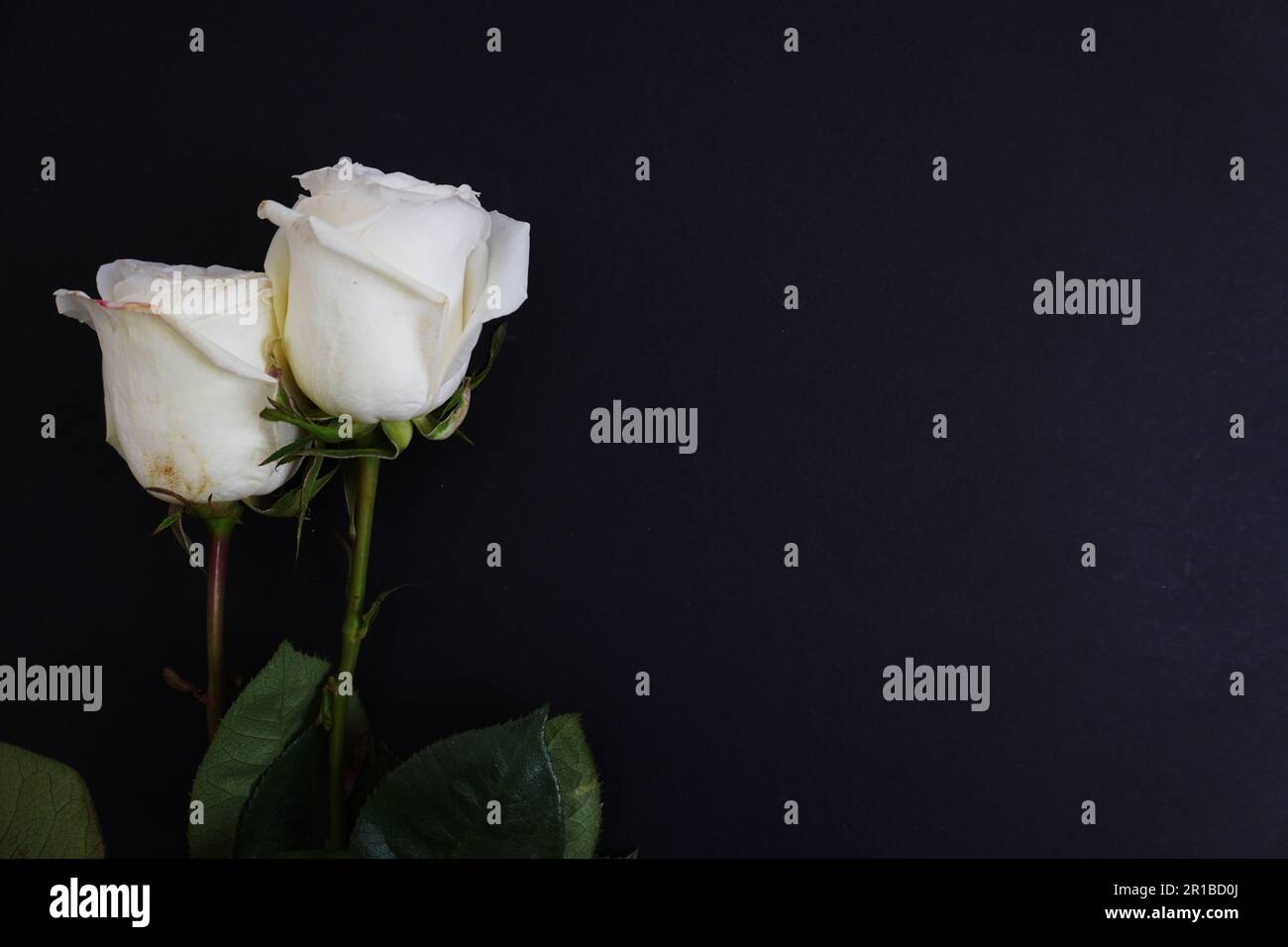 death and funeral card with white rose Stock Photo - Alamy