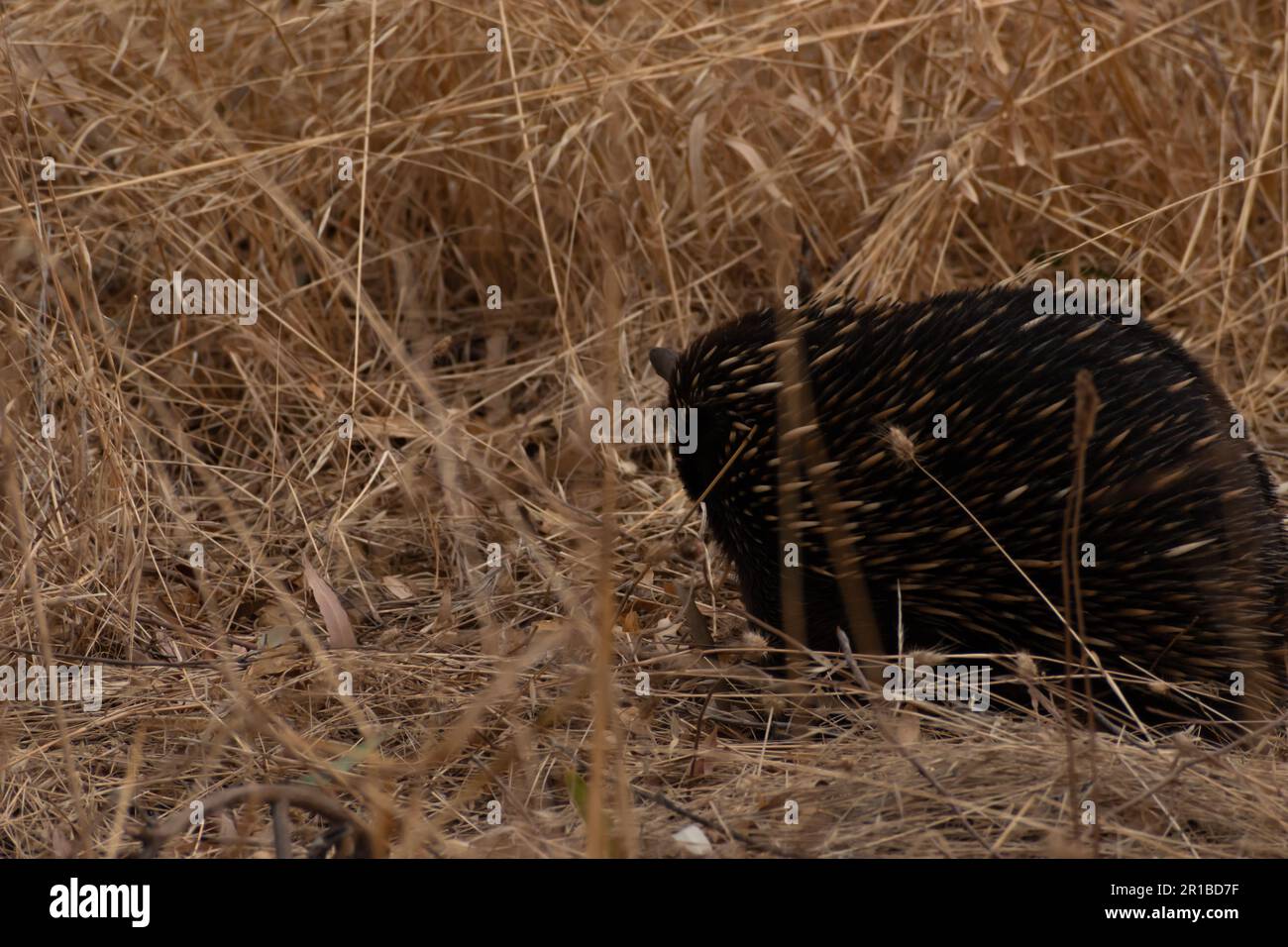 Small but very cute echidna out in the bush Stock Photo