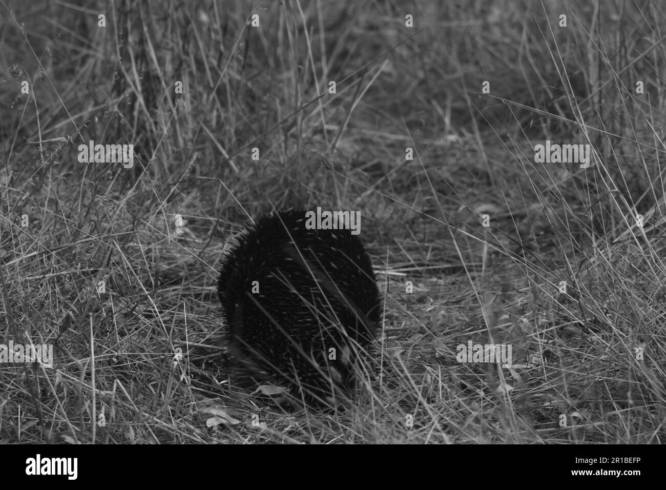 Small but very cute echidna out in the bush Stock Photo
