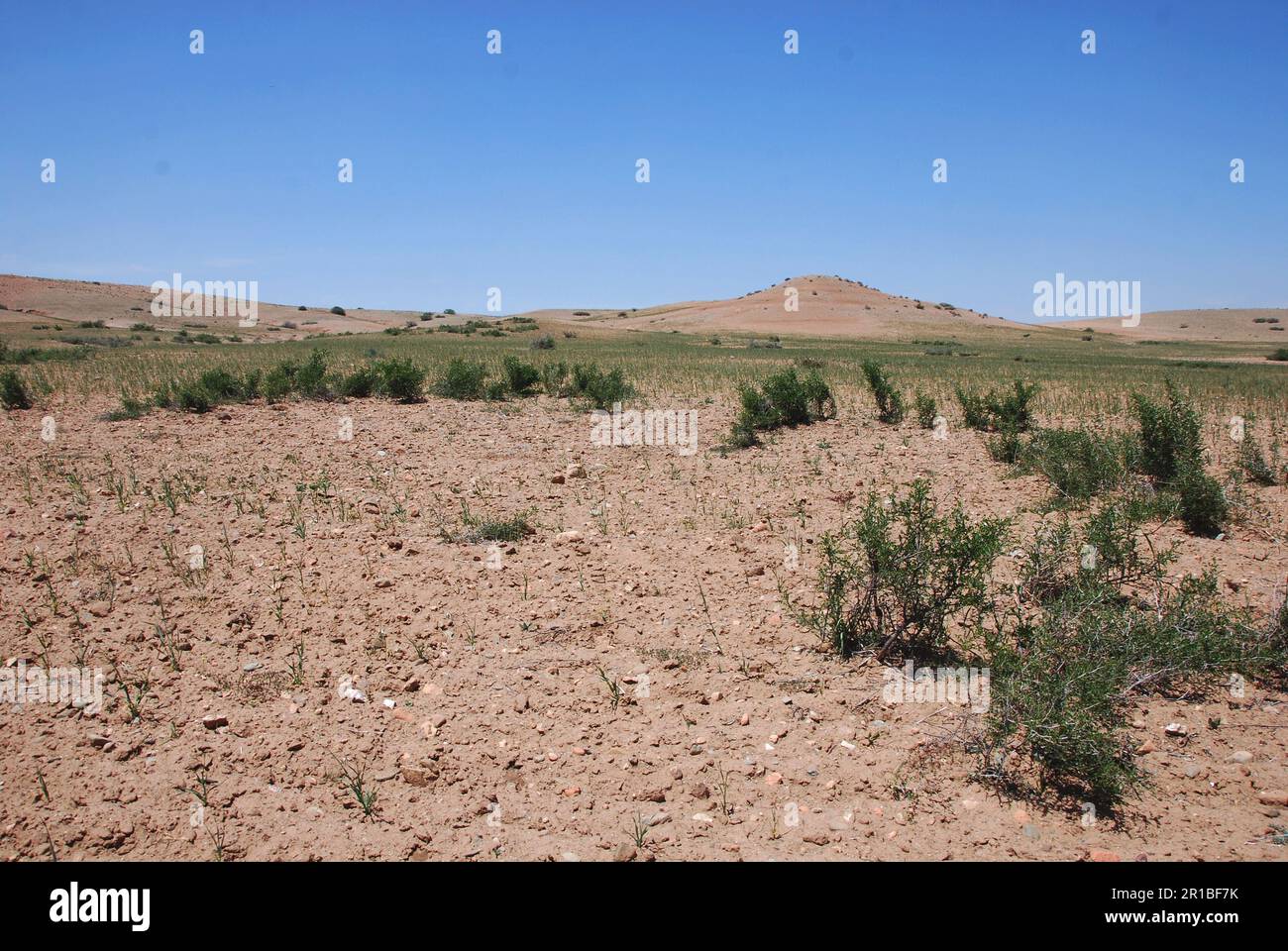 desertic agricultural landscape in Morocco Stock Photo