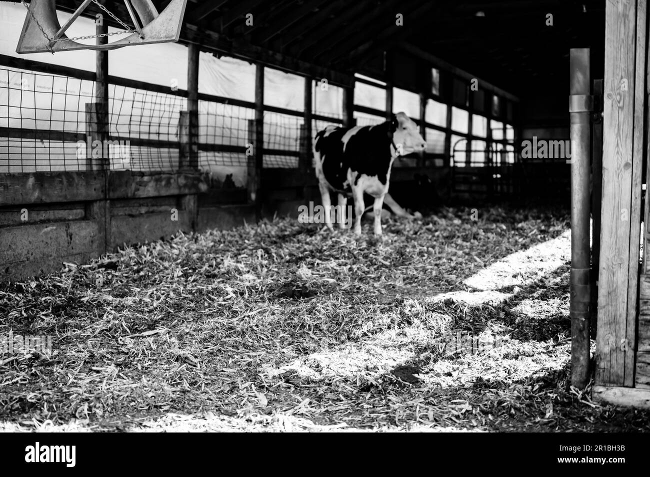 Deeplitter bedding in a bred heifer dairy pole barn Stock Photo Alamy