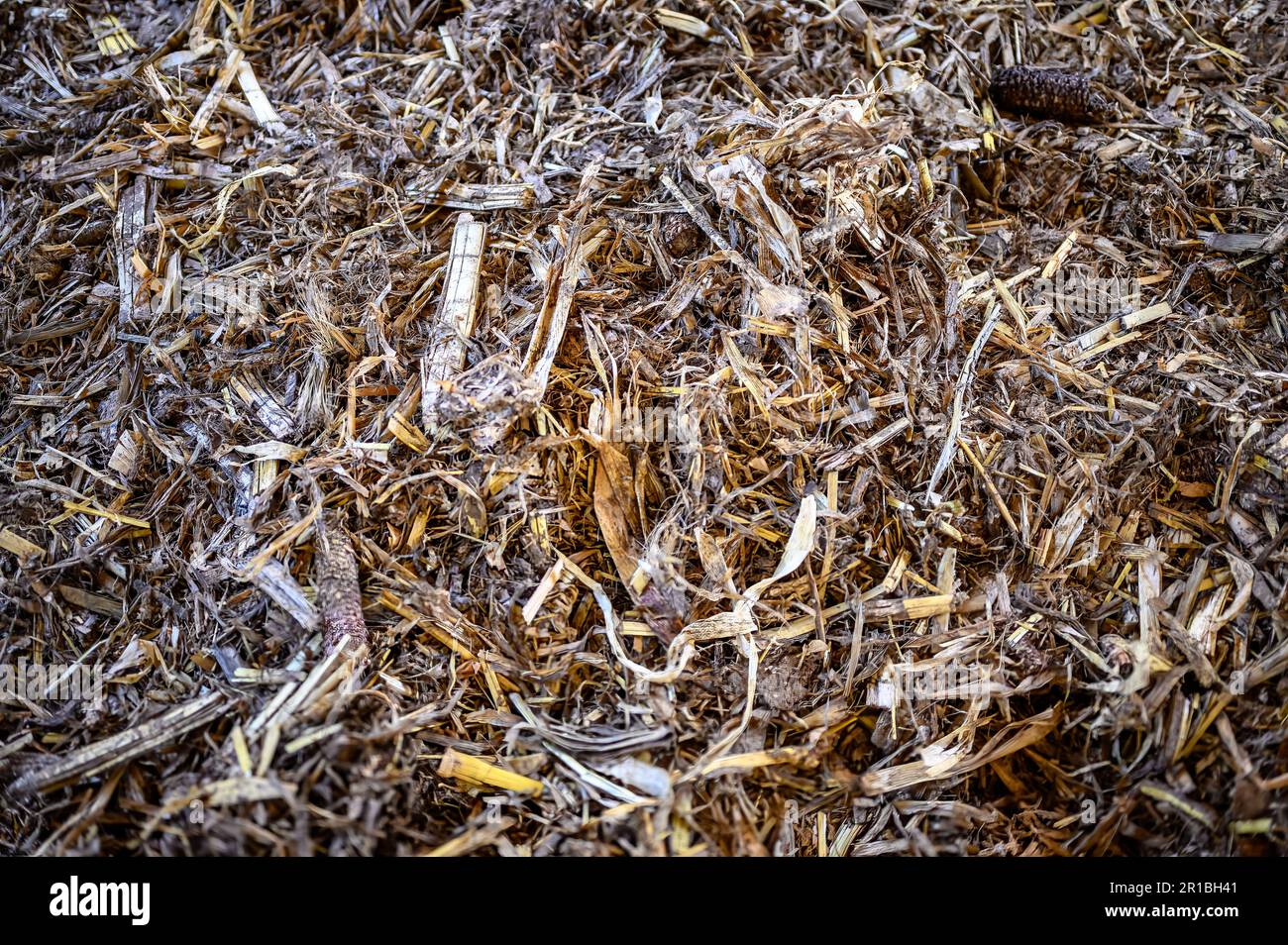 Deeplitter bedding in cattle barn from corn cobs and stubble Stock