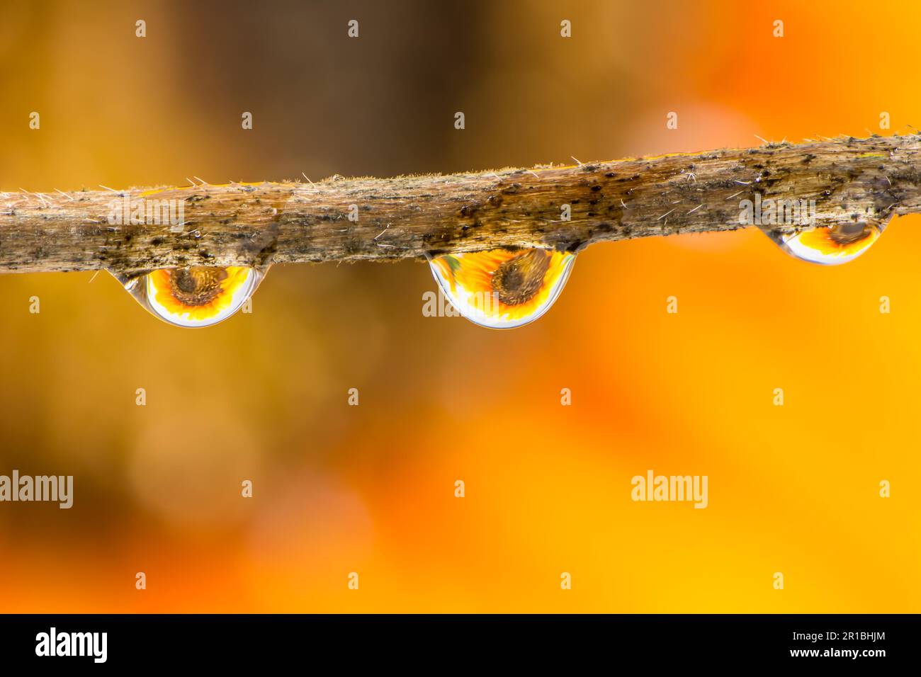Flower refraction in three raindrops Stock Photo