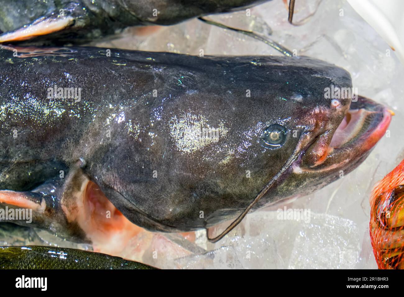 A fresh catfish for sale at the fish market Stock Photo Alamy