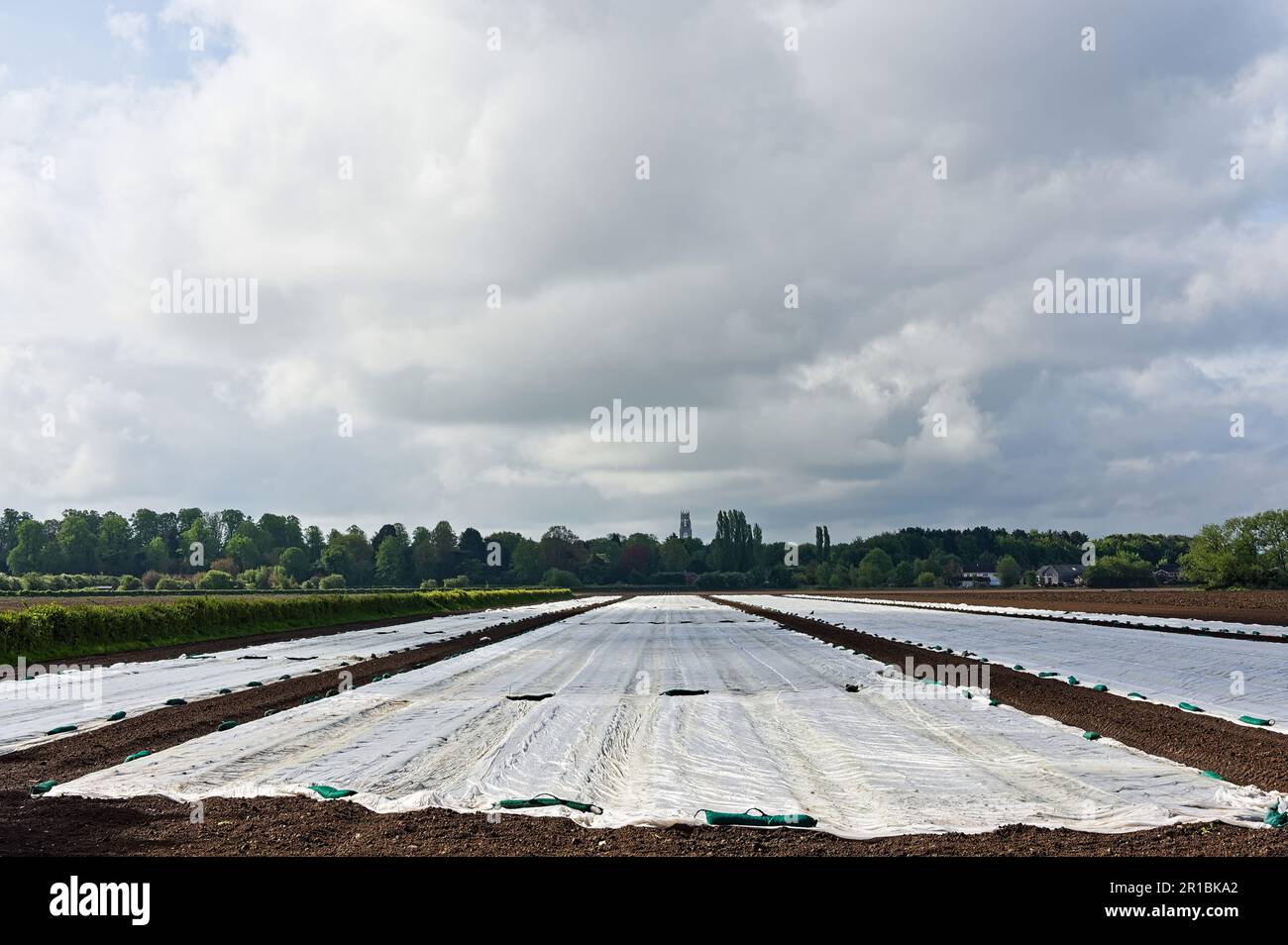 The stump tower and trees in the distance with a covered field in the foreground. Stock Photo