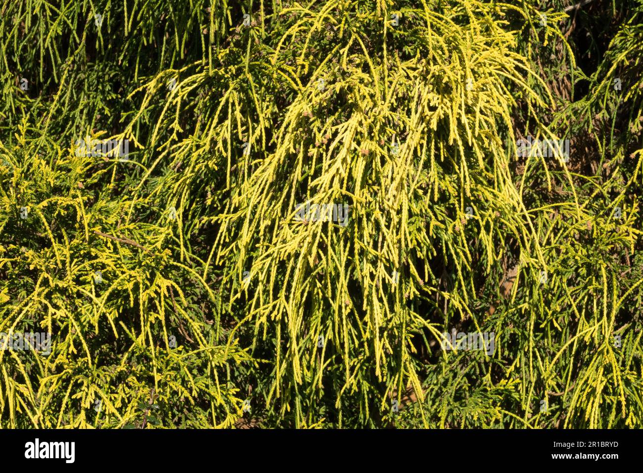 Sawara Cypress Chamaecyparis pisifera 'Filifera Aurea' Stock Photo