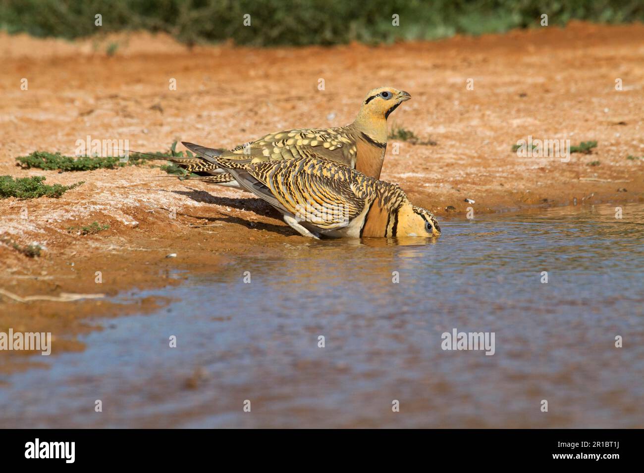 Pin-tailed sandgrouse (Pterocles alchata), adult pair, drinking by the pool, Aragon, Spain Stock Photo