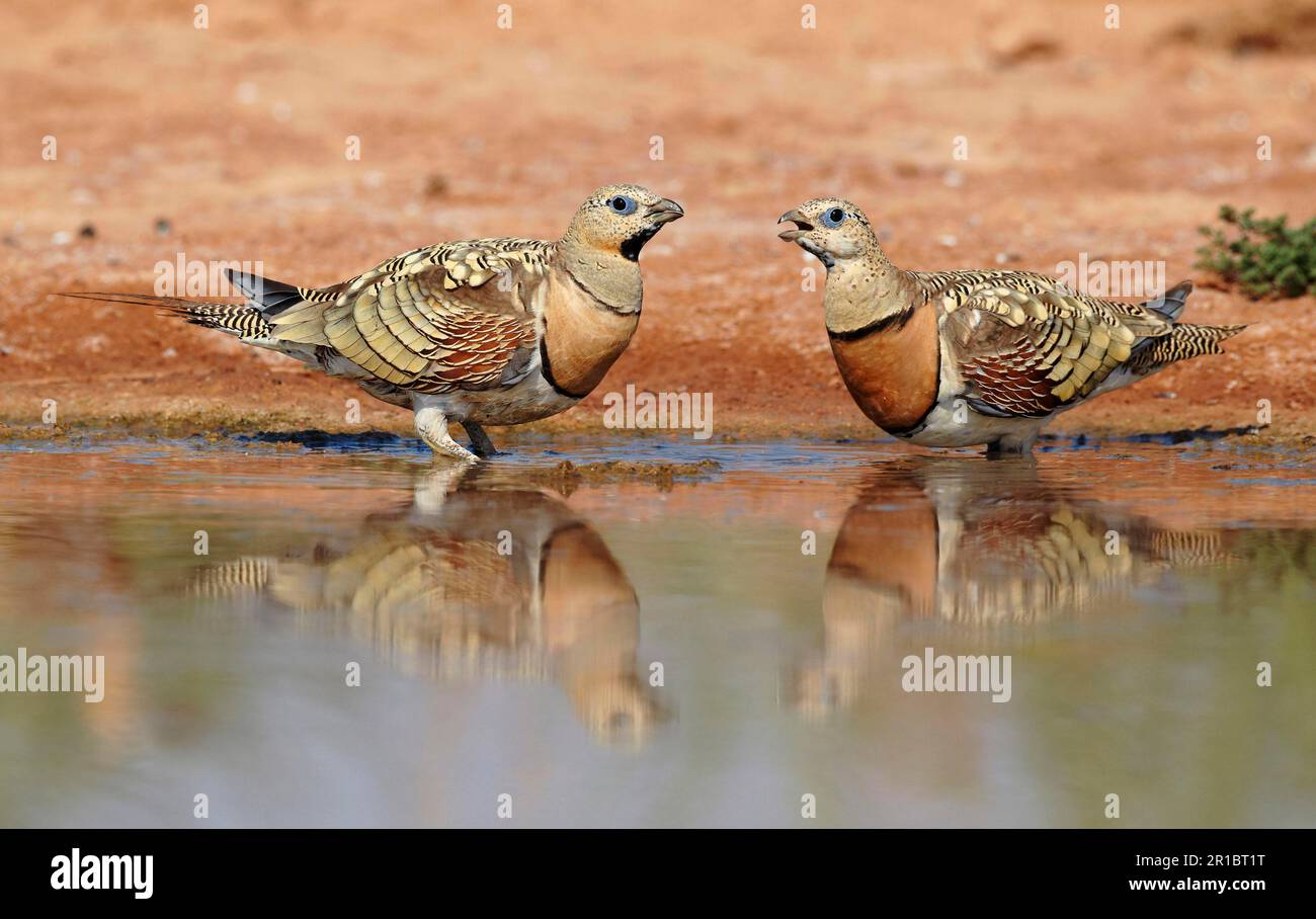 Pin-tailed Sandgrouse (Pterocles alchata) two adult males, in eclipse plumage, drinking at pool, Belchite Plains, Aragon, Spain Stock Photo
