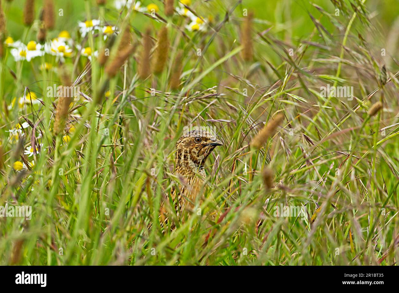 European Quail, European Quail, European common quails (Coturnix