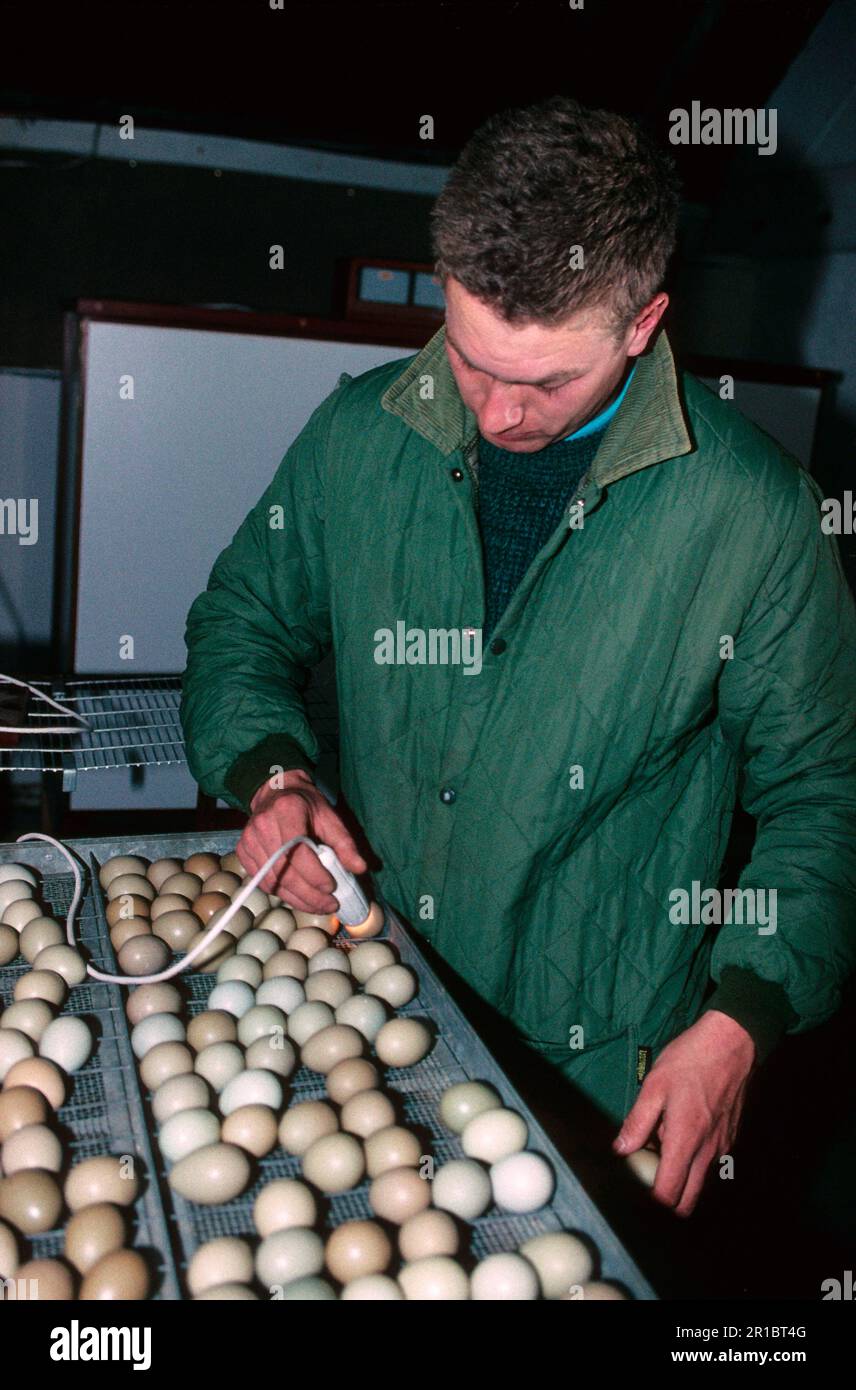 Gamekeeper lampooning Common pheasant (Phasianus colchicus) eggs to check they are fertile in