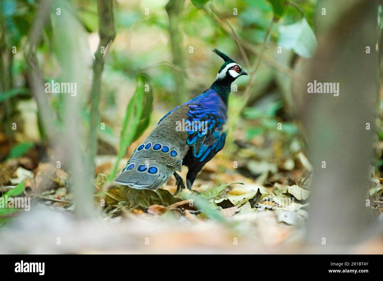 Palawan peacockpheasant (Polyplectron napoleonis), adult male, forest