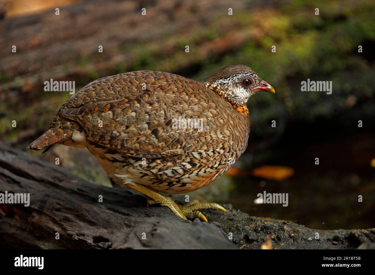 Scaly-breasted Partridge (Arborophila chloropus) adult, approaching forest pool, Kaeng Krachan N. P. Thailand Stock Photo